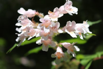 Kolkwitzia amabilis - kolkwitzie krásná - květy